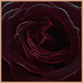 Velvet Rose & Oud Fragrance Oil - Craftovator